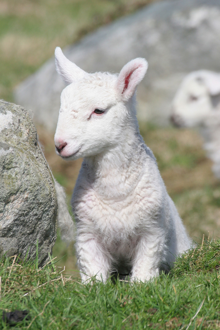 baby_lamb_photo_nyreblog_com_.JPG