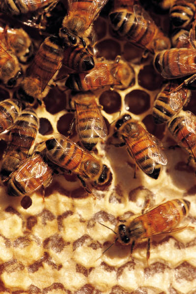bees_photo_nyreblog_com_.JPG