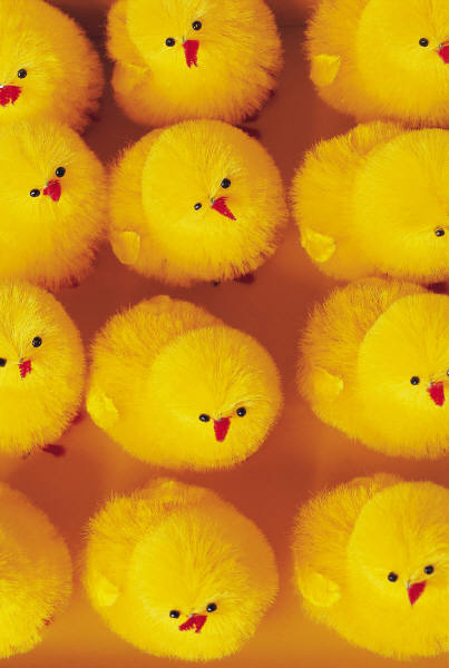 chicks_photo_nyreblog_com_.JPG