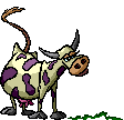 cow_gif_nyreblog_com_.GIF