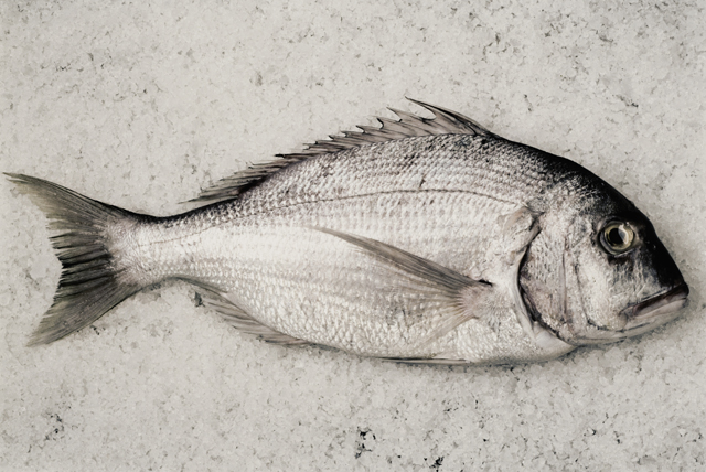 dead_fish_photo_nyreblog_com_.JPG