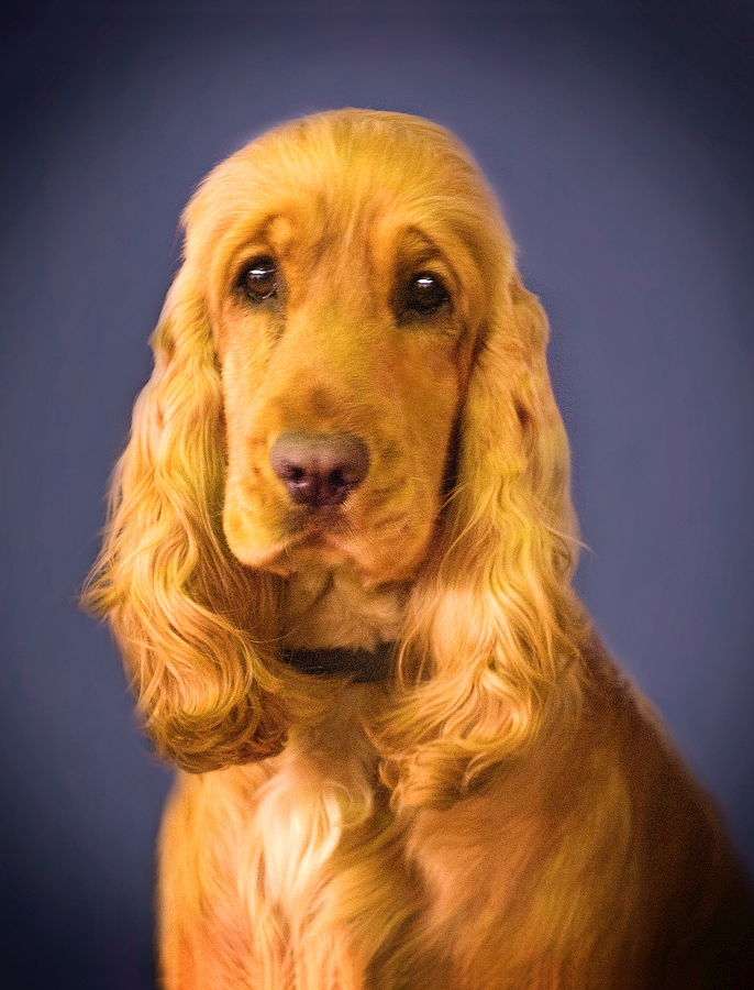 dog_long_ears_nyreblog_com_.JPG