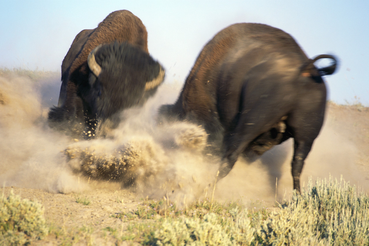 fighting_buffalos_photo_nyreblog_com_.JPG
