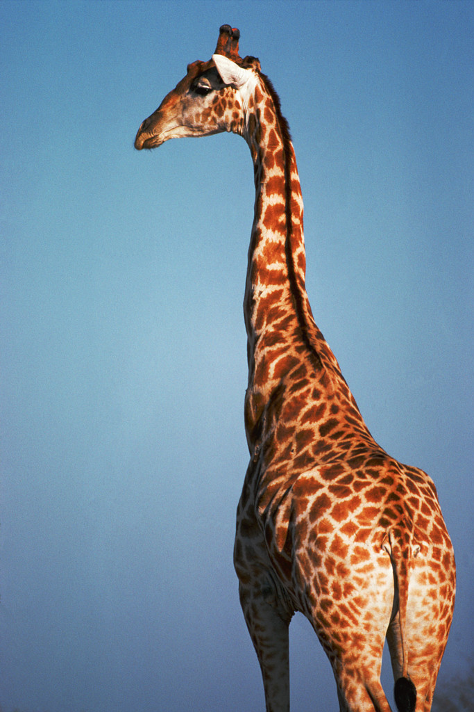 giraffe_photo_nyreblog_com_.JPG