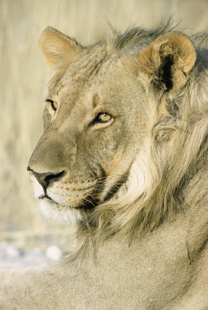 lion_photo_nyreblog_com_.JPG