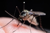 Mosquito sitting on human skin