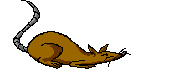 rat_rodent_gif_nyreblog_com_.GIF
