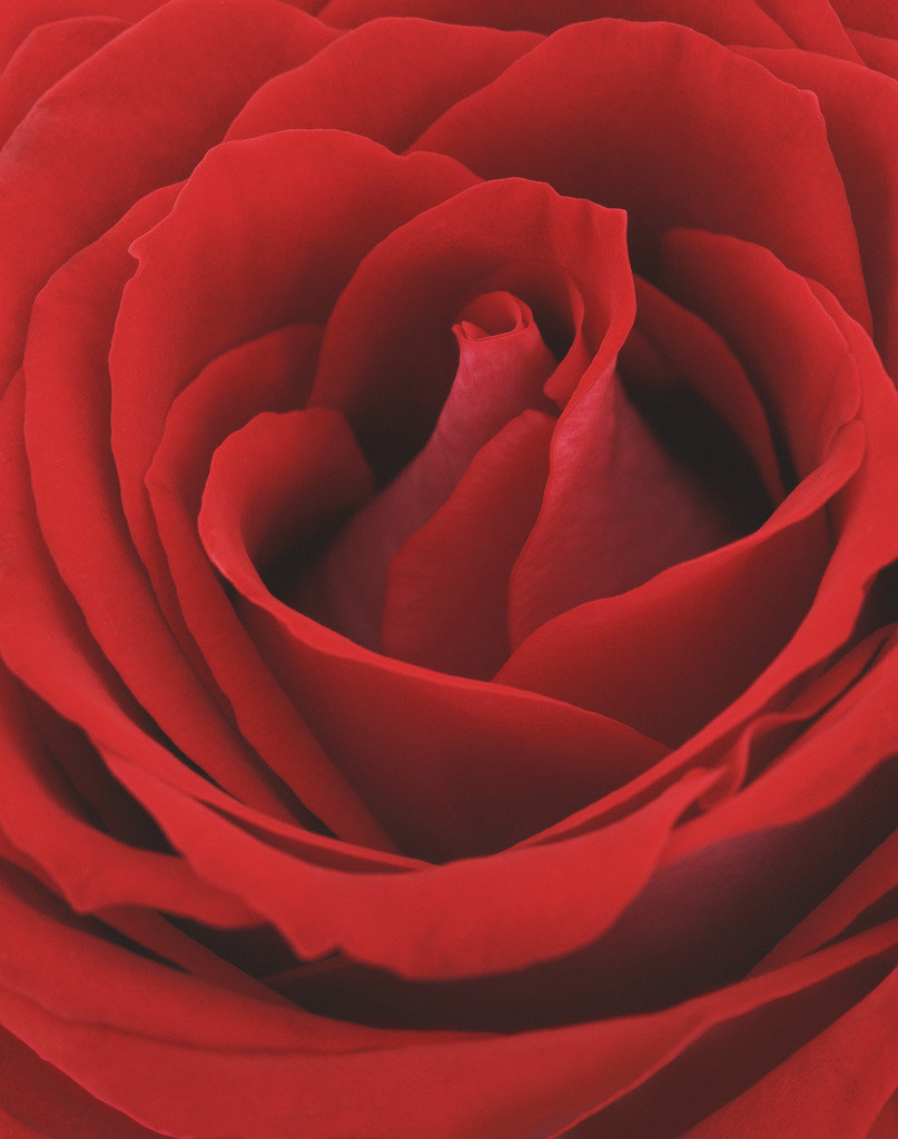 rose_photo_nyreblog_com_.JPG