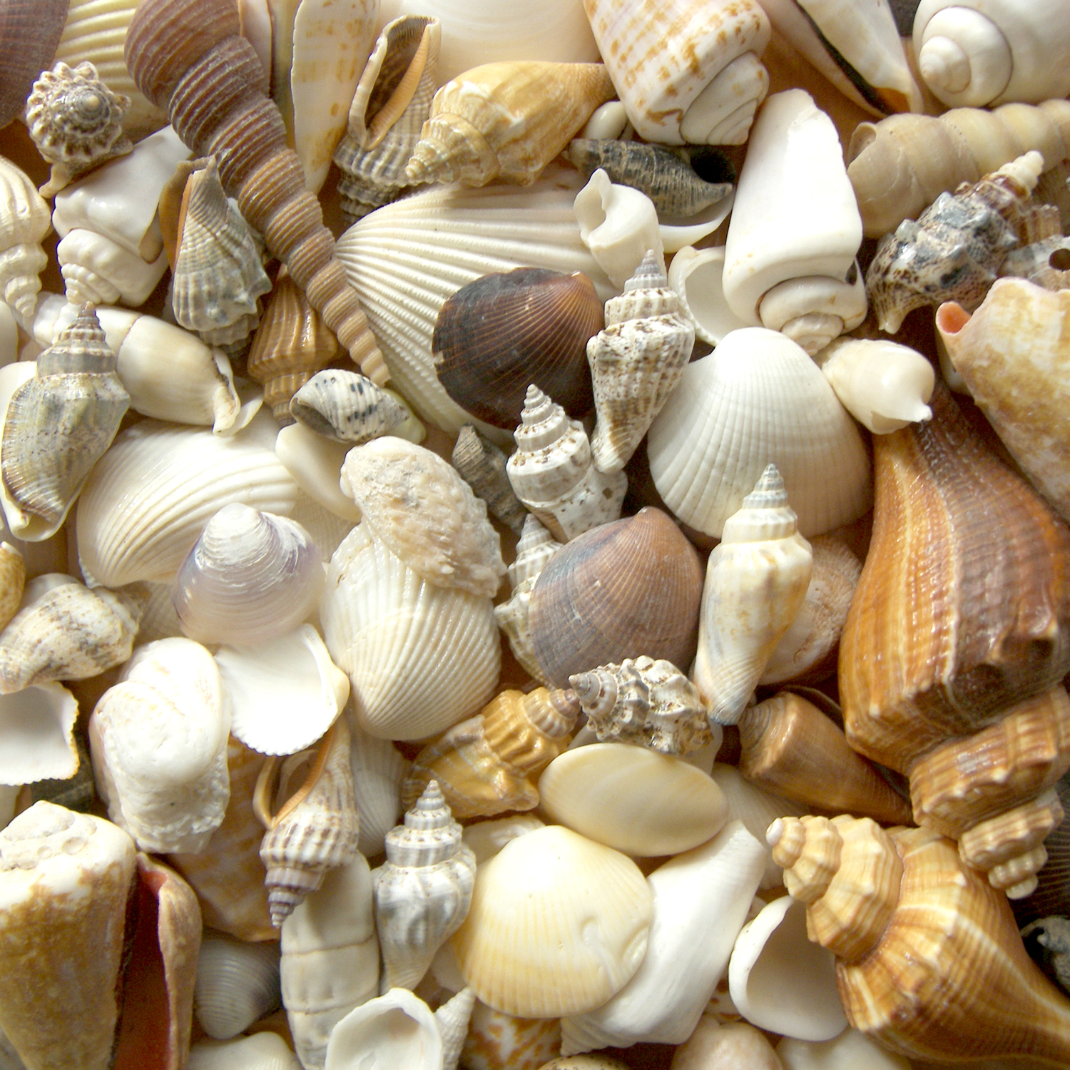 sea_shells_photo_nyreblog_com_.JPG