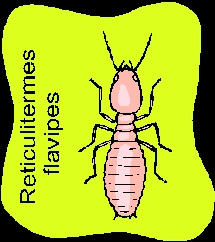 termite_cartoon_nyreblog_com_.JPG