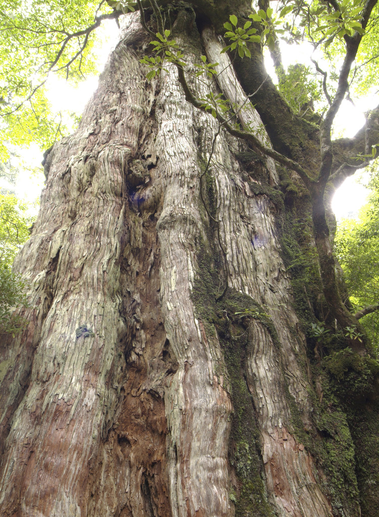 tree_trunk_photo_nyreblog_com_.JPG