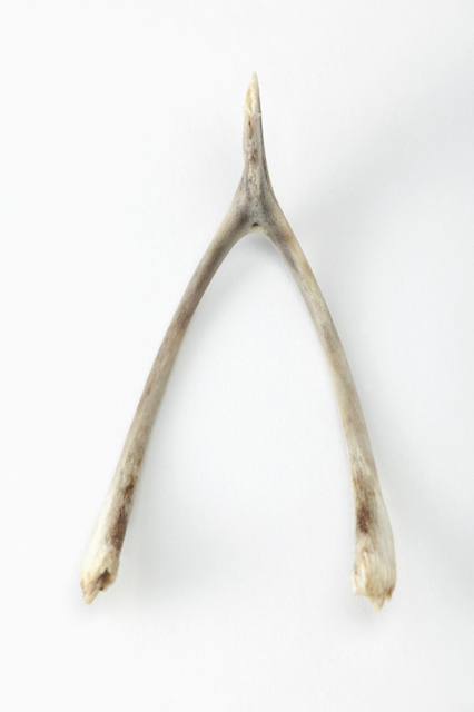 wishbone_photo_nyreblog_com_.JPG