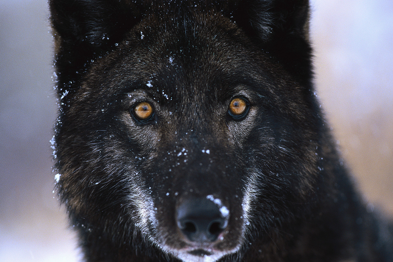 wolf_close-up_nyreblog_com_.JPG