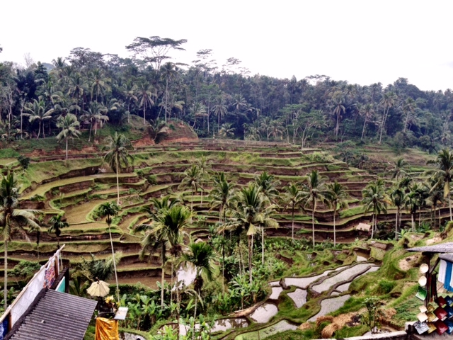 Over Rice Field OVER RICE FIELDS